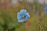 Blauer Mohn - WoHi