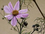 Die Schoene im Garten - MuG